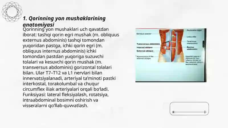 Qorinning yon mushaklari 3
