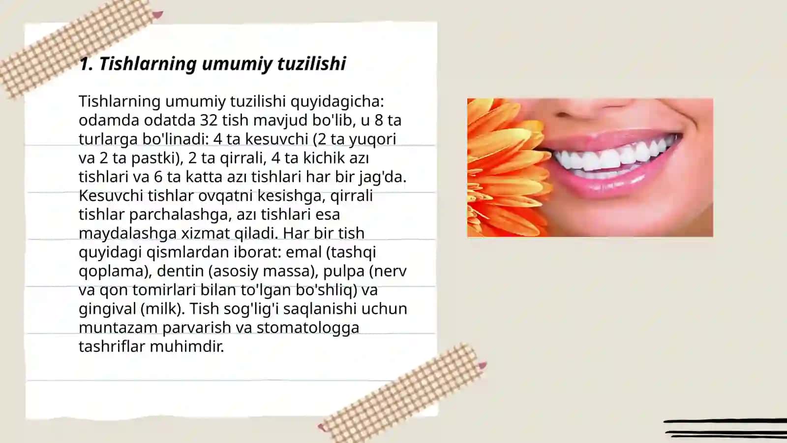 Tish anatomiyasi (Lotin tilida) 3