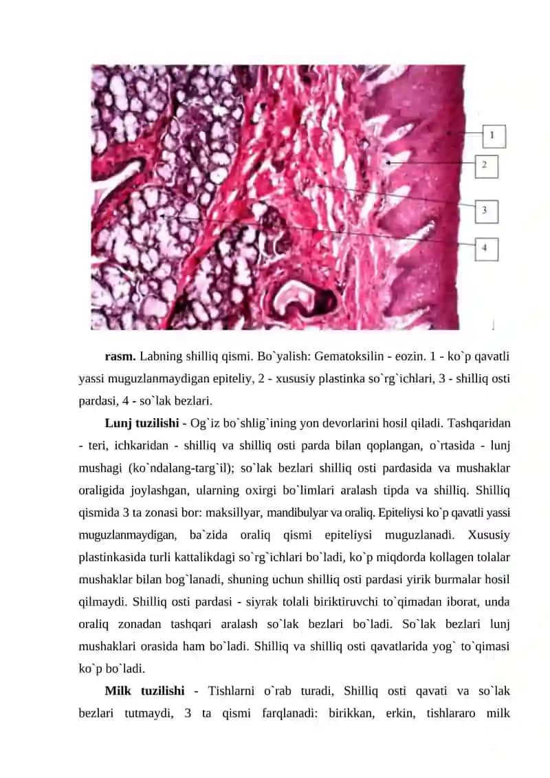 Og`iz bo`shlig`i a`zolarining tuzilishi 3