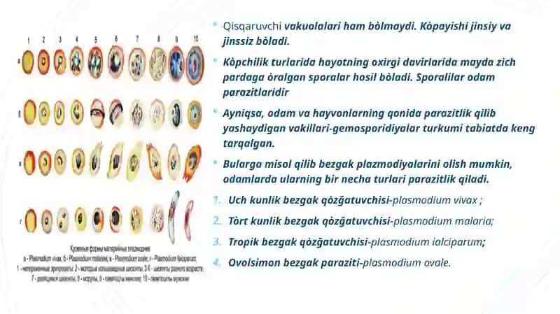 SPORALILAR SINFI 3