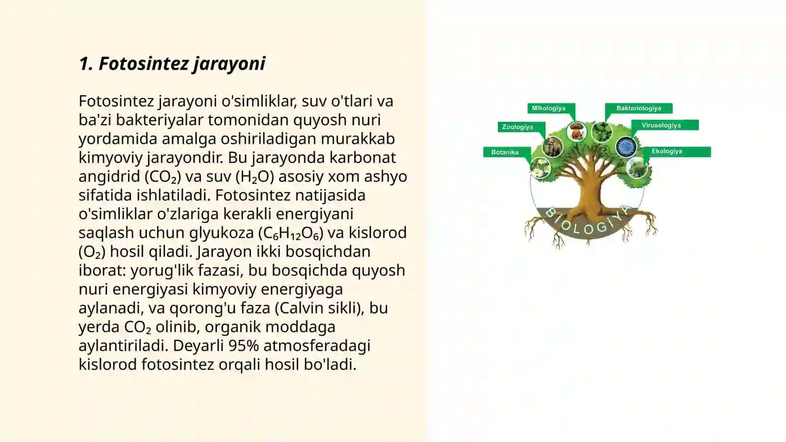 Fotosintez jarayoni 3