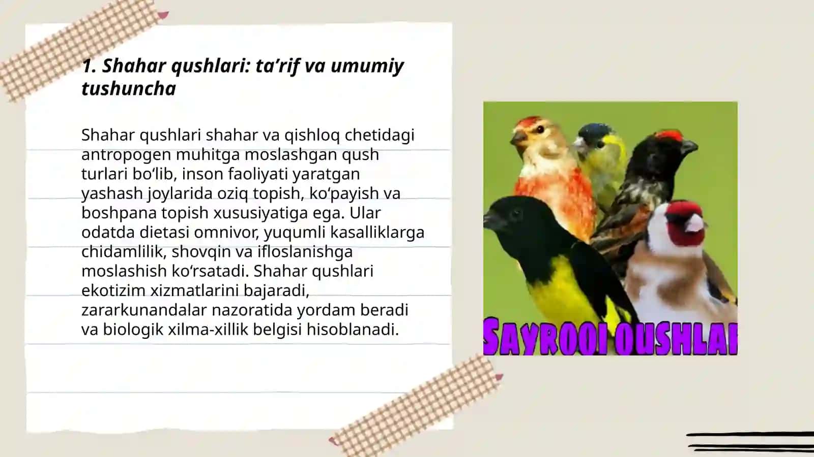 Shahar qushlari haqida tushuncha 3