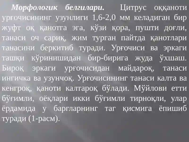 Цитрус оққаноти– Dialeurodes citri Ashm. 3