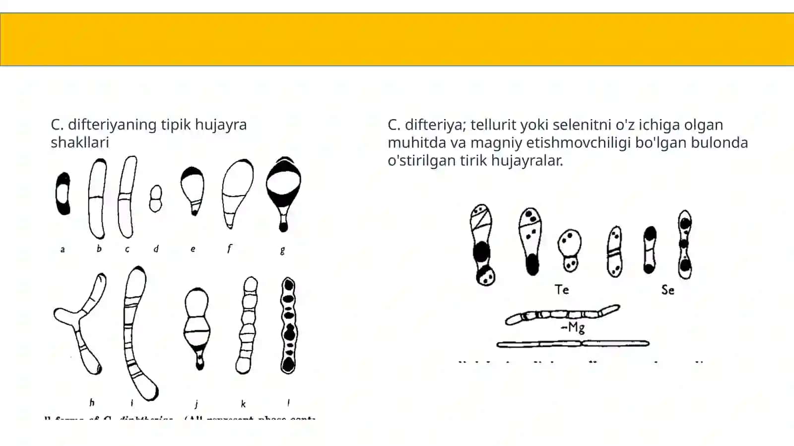Sporahosilqilmaydigangram 3