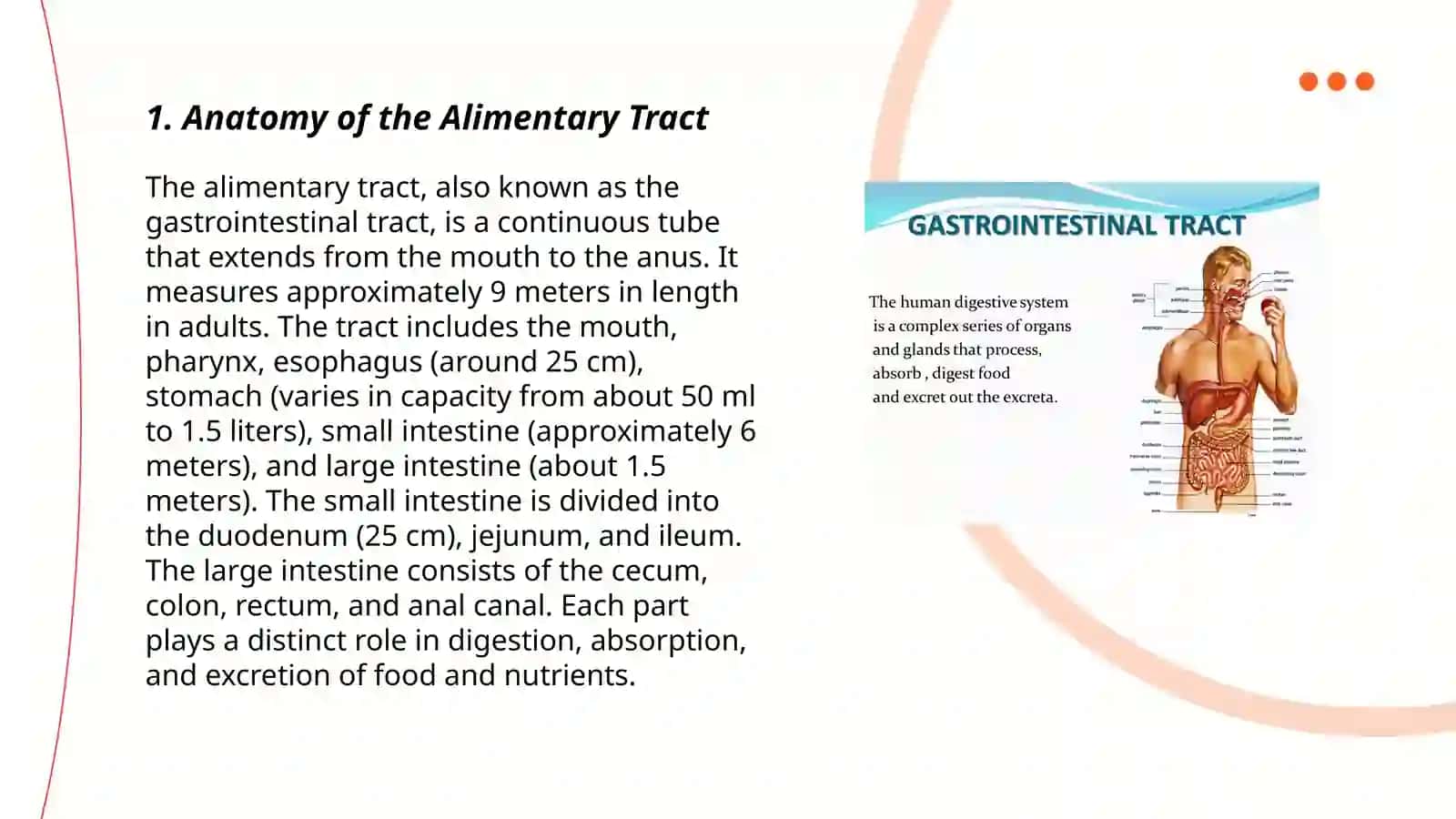 Anatomy of the Alimentary Tract 3