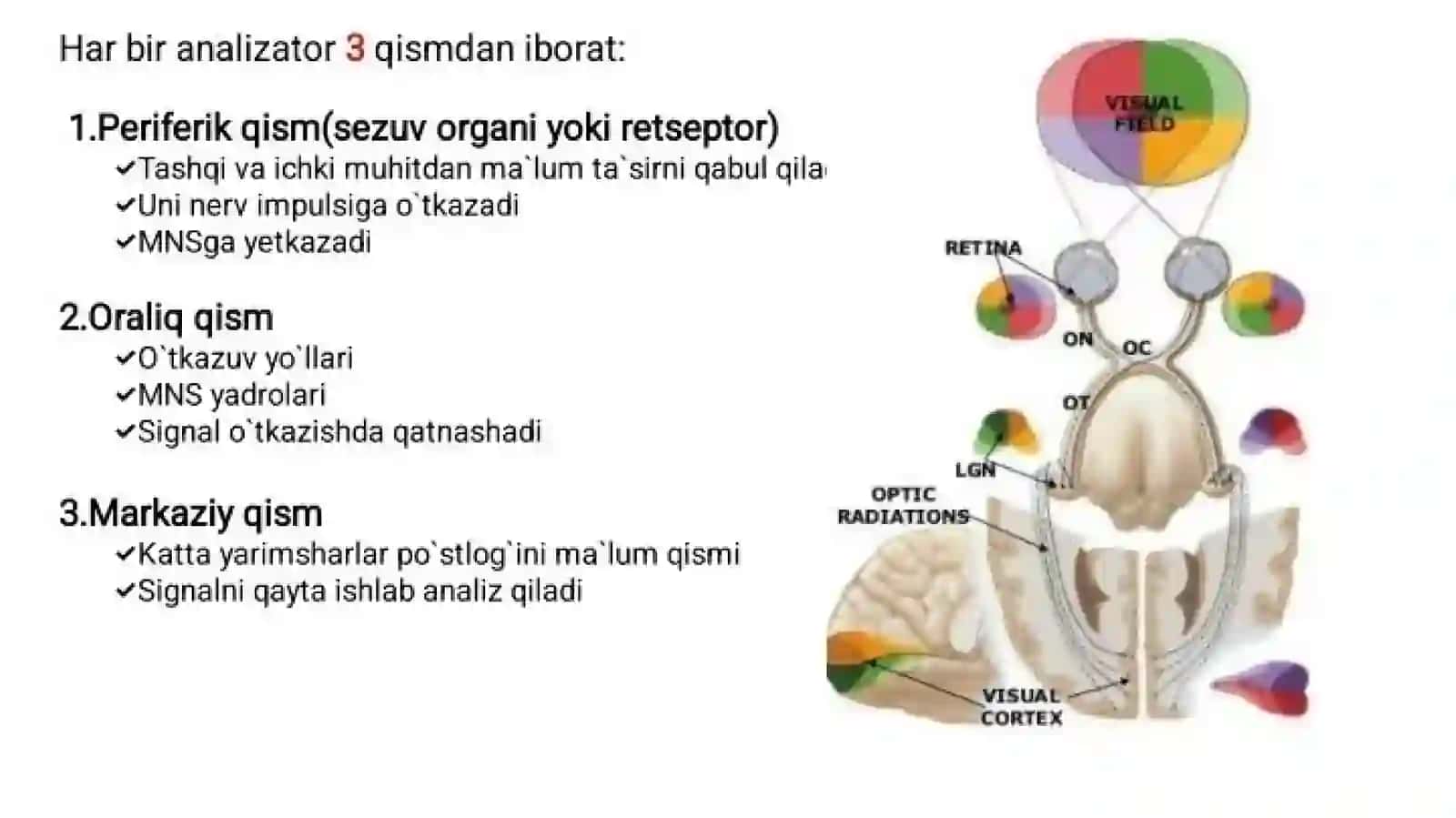 Sezgi azolari.ko’rish a’zosi 3