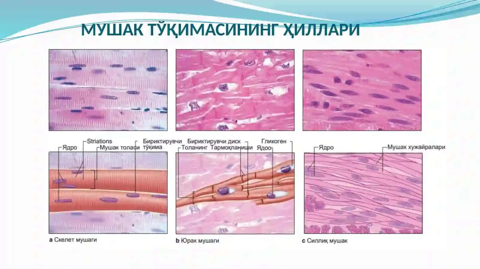 GISTOLOGIYAVA EMBRIOLOGIYA FANIDAN TAYYORLAGAN TAQDIMOTI 3