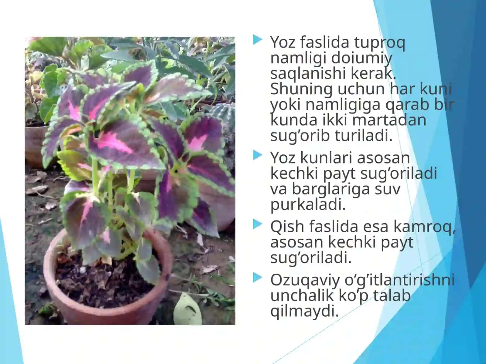 Koleusni qalamchasi va urug’idan ko’paytirish usullari 3