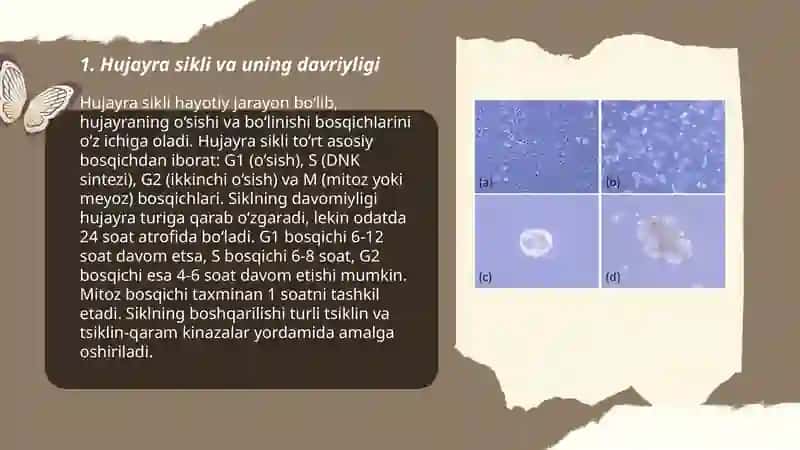 hujayra sikli va uning davomiyligi 3