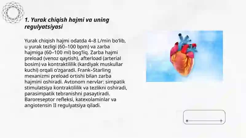 Yurakning gemodinamik vazifasi 3