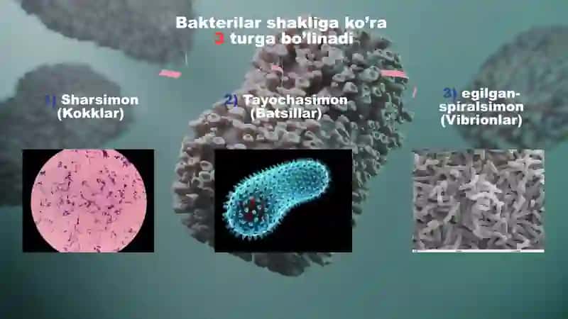Bakteriya hujayrasining tuzulishi 3
