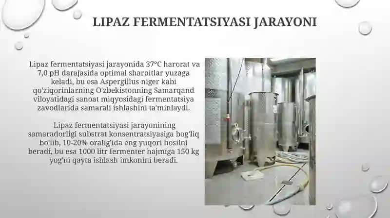 Lipaza ferminti 3