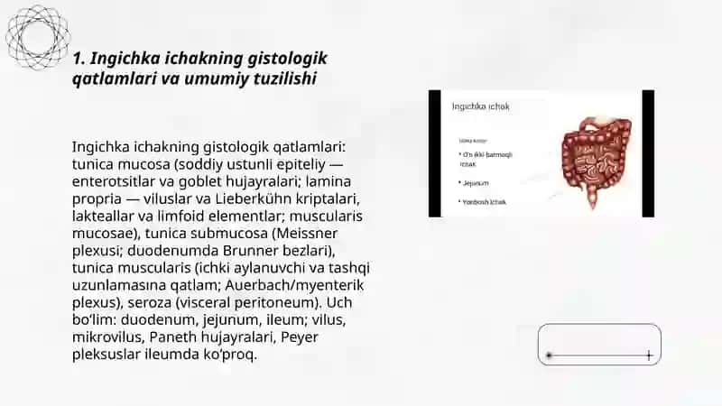 Ingichka va yogʻon ichak gistalogiyasi 3