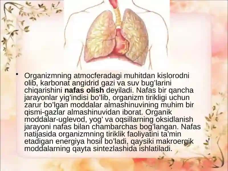 Nafasolishfiziologiyasi 3