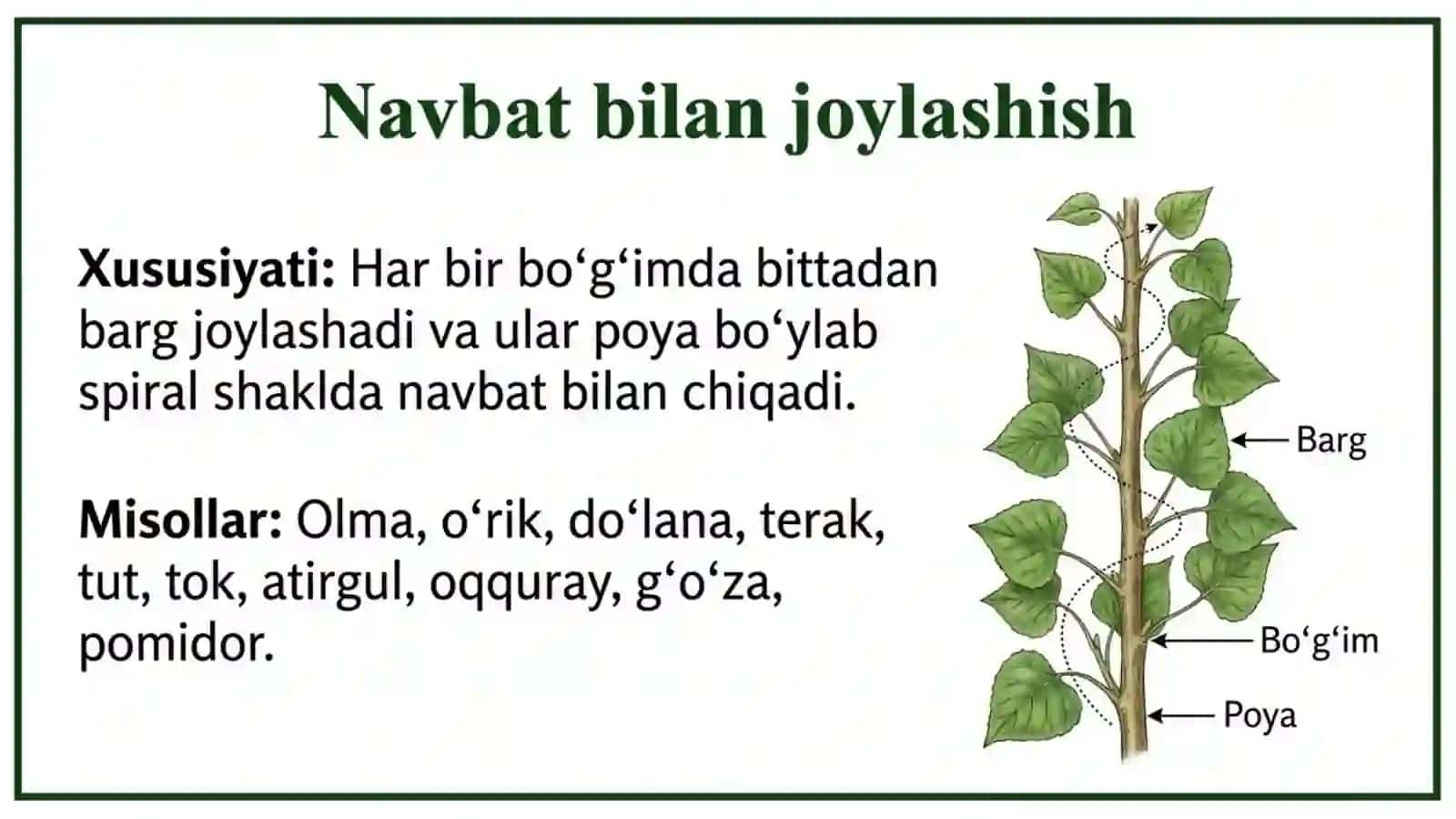 Novdada barglarning joylashishi 3