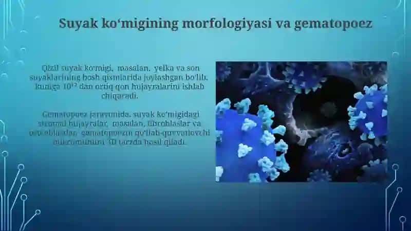 Suyak koʻmigining morfologik asoslari 3