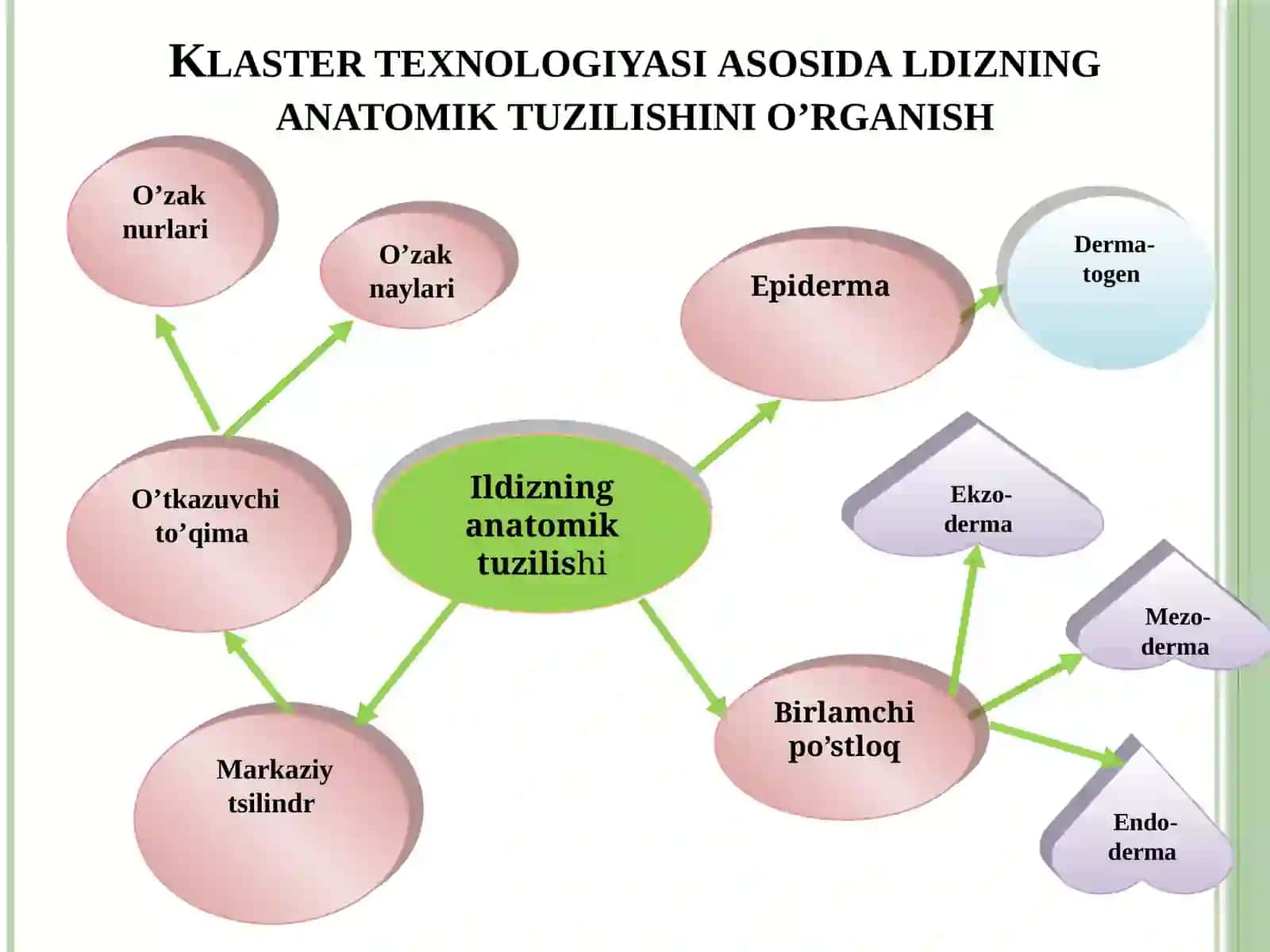 Ildizning anatomik tuzilishi 3