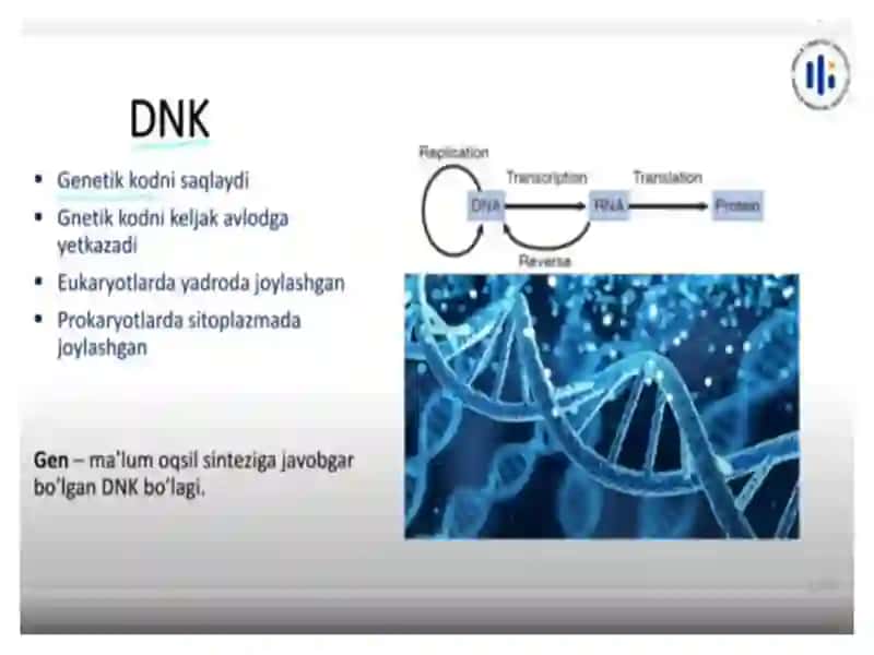 Nukleinkislotalar 3