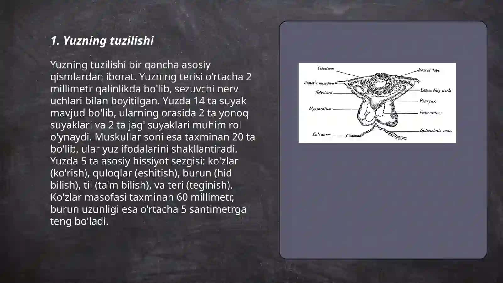 Yuz jag’ suyaklari anatomyasi 3