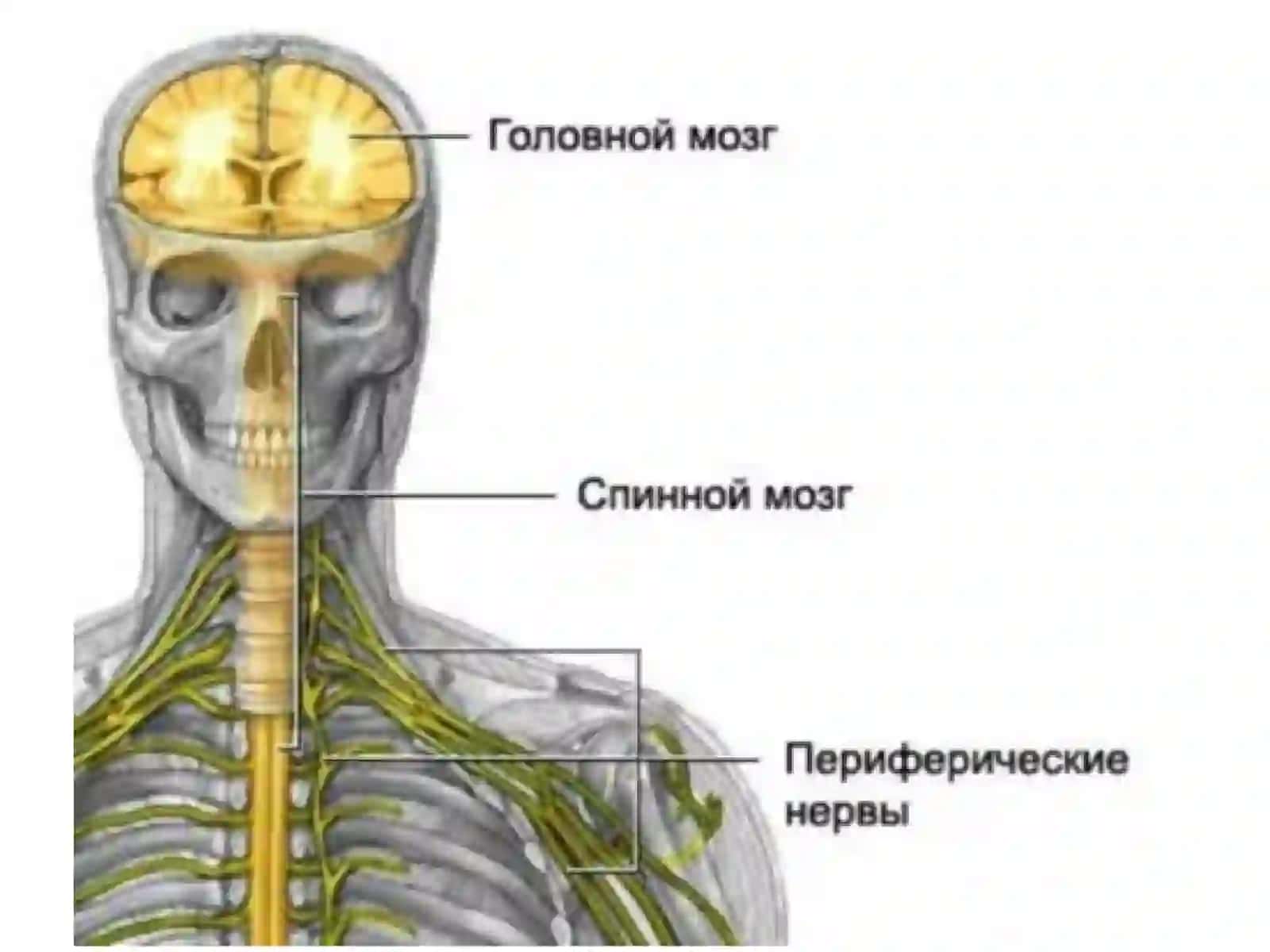 Nerv faoliyati turlari 3
