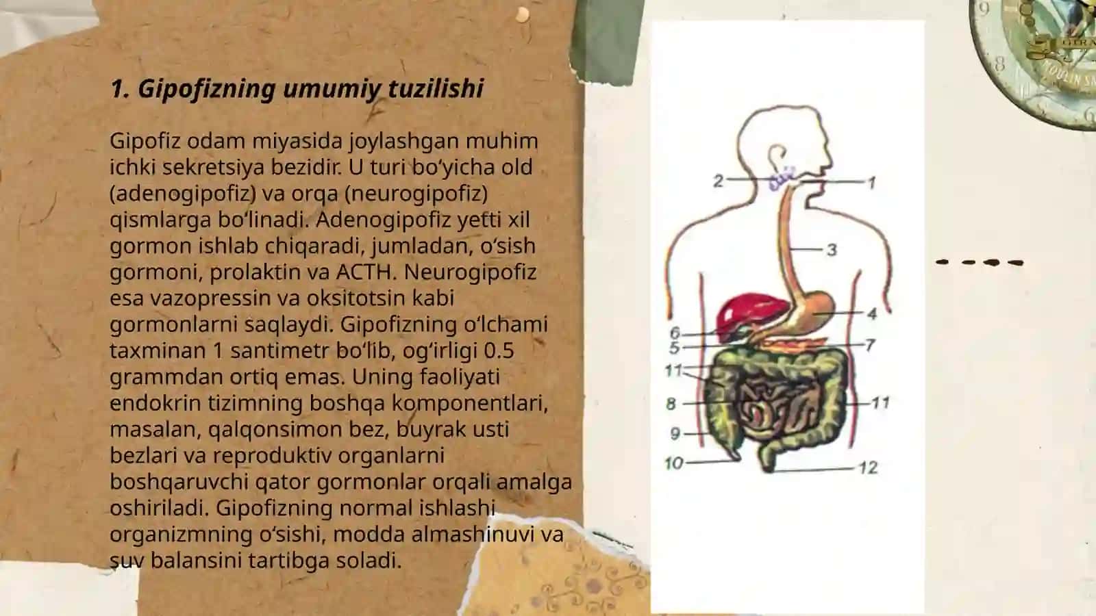 Gipofiz bezining tuzilishi 3