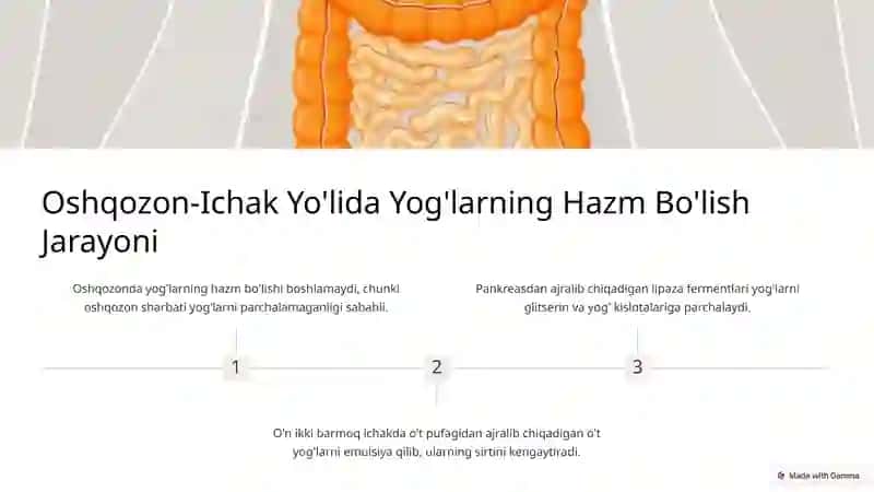 Yog'larni Hazm Qilish Jarayoni 3