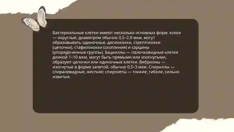 Морфология микробов 3