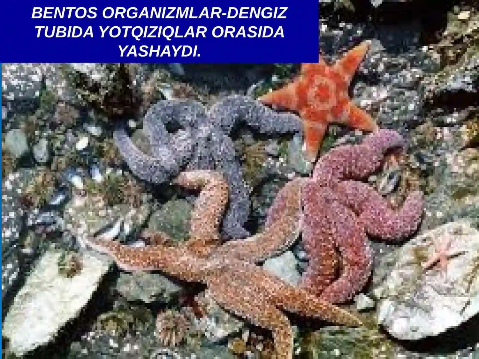 Okean boyliklari, ulardan foydalanish va muhofaza qilish 3