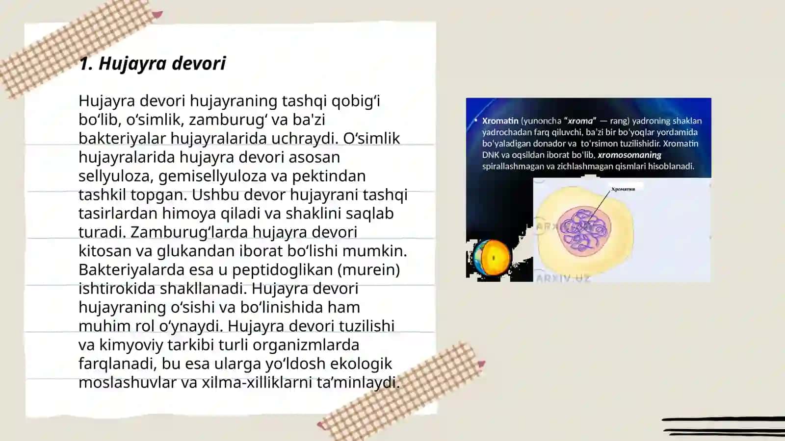 Õsimlik hujayrasining tuzulishi 3