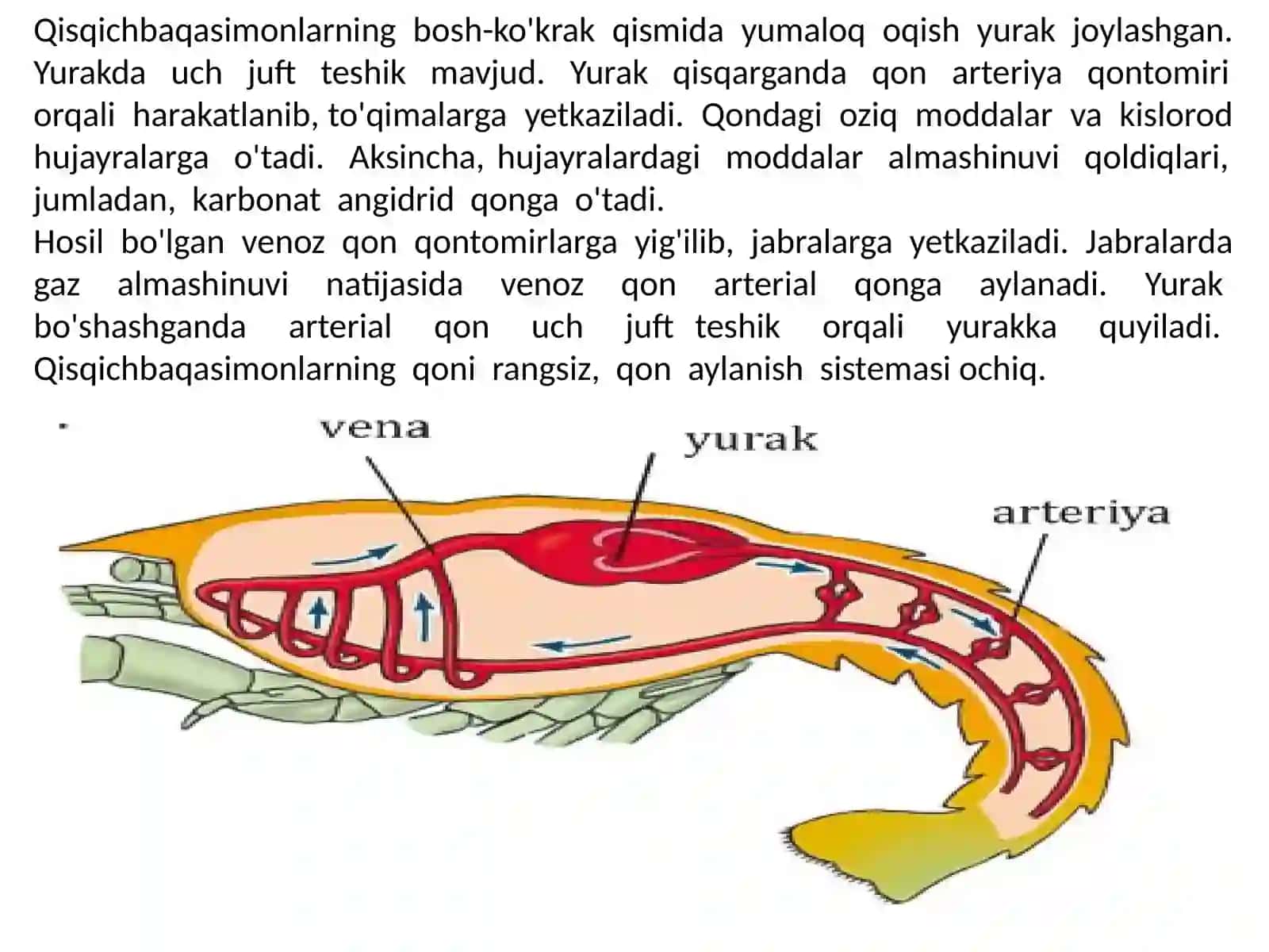 Umurtqasizlarning qon aylanish sistemasi 3