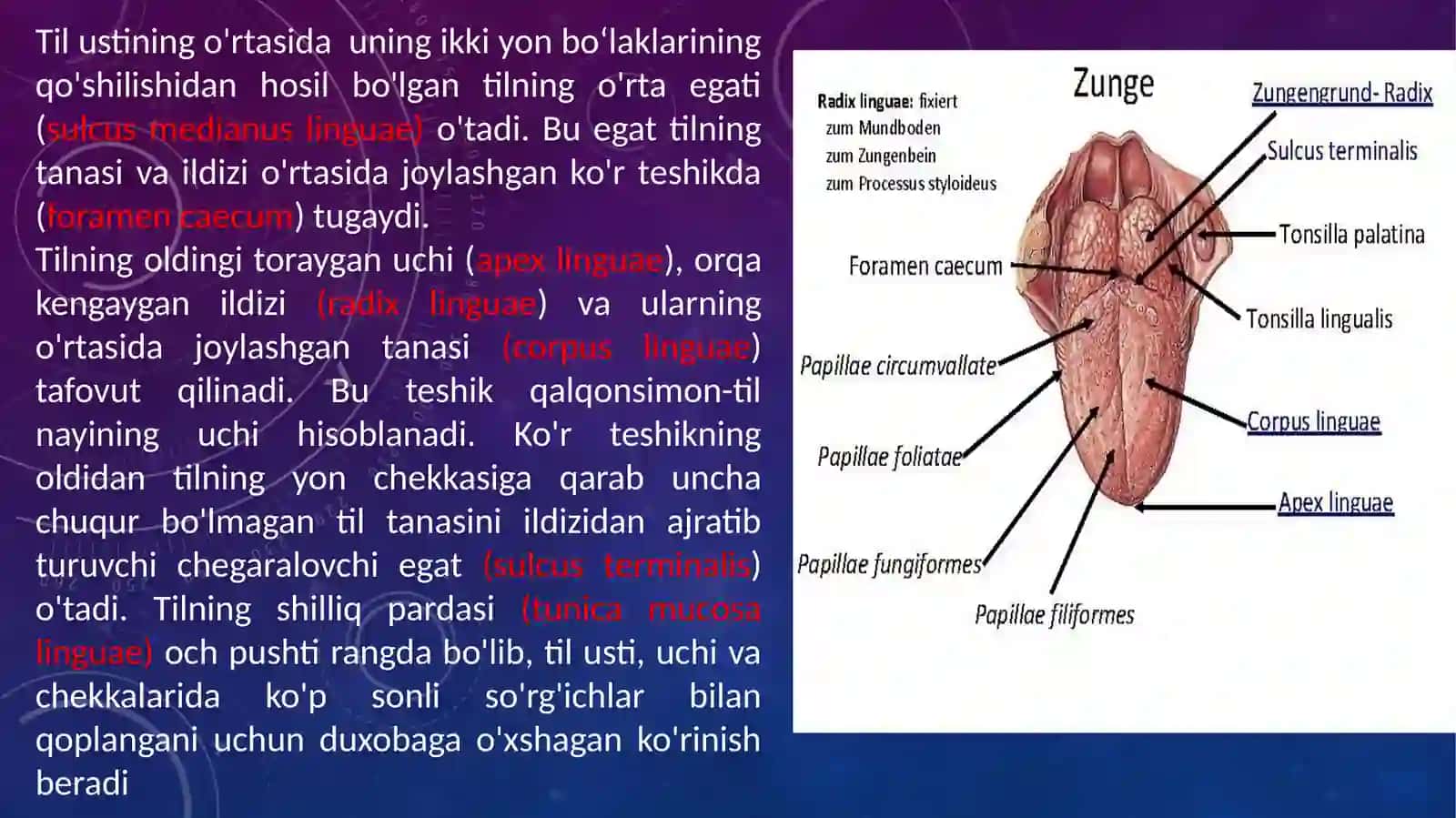 Til tuzilishi va mushaklar 3