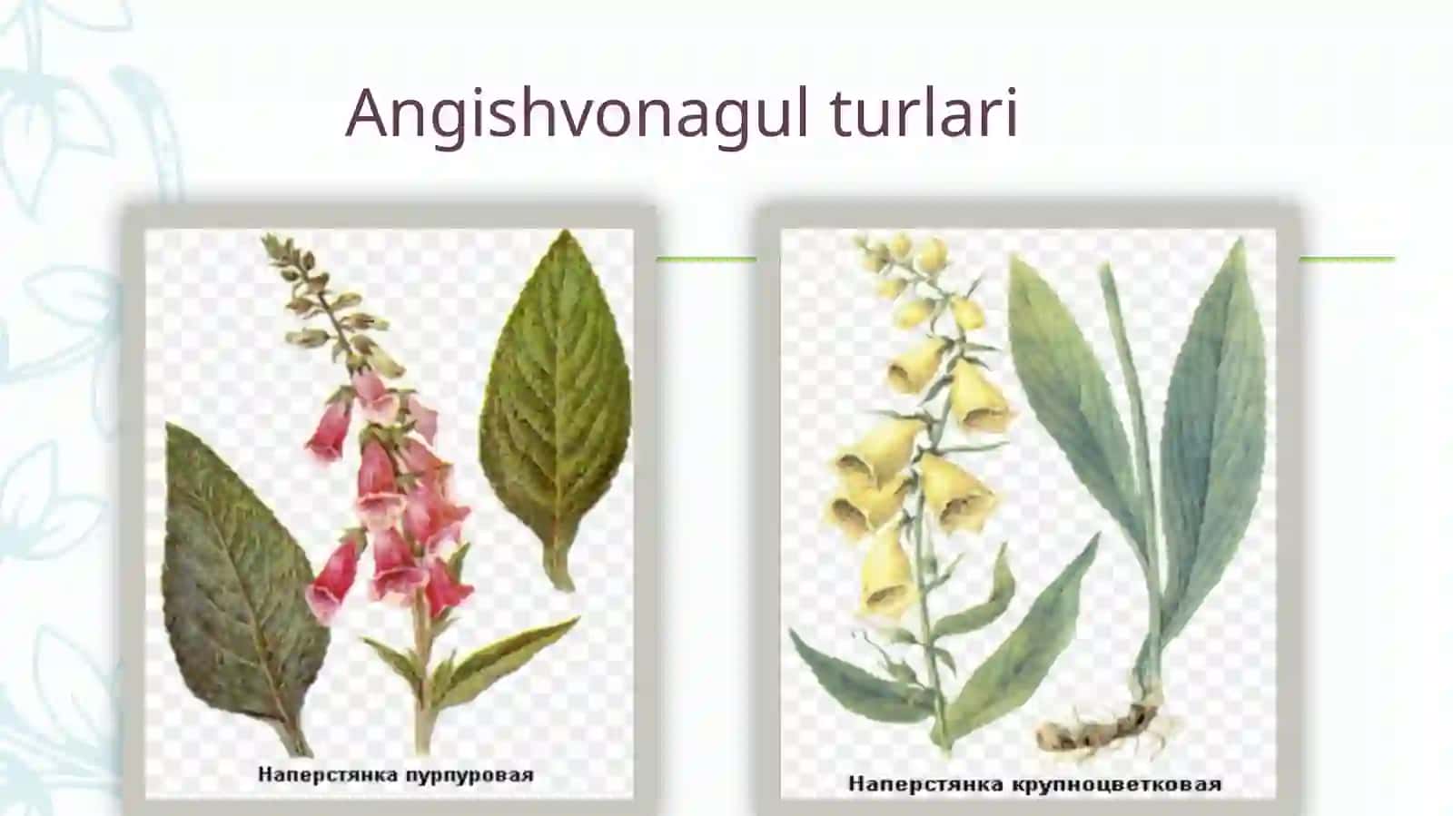 Kardiotonik vositalar. Yurak glikozidlari 3