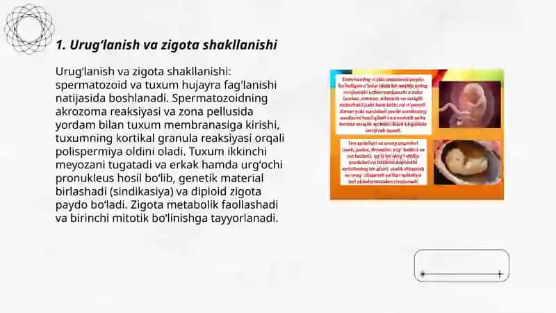 Embriologiya 3