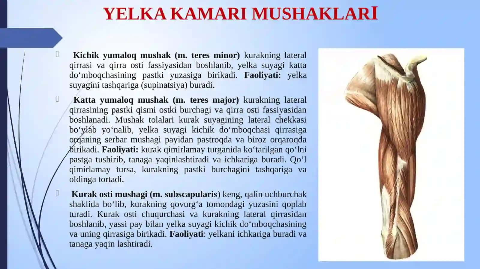 YELKA KAMARI MUSHAKLARI 3