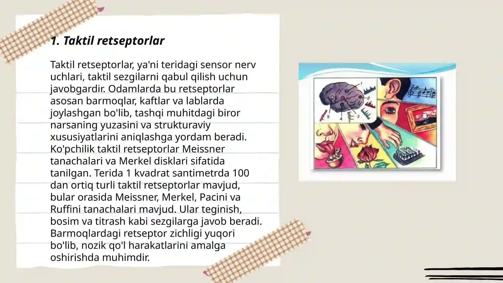Taktil va harorat retsepsiyasi 3