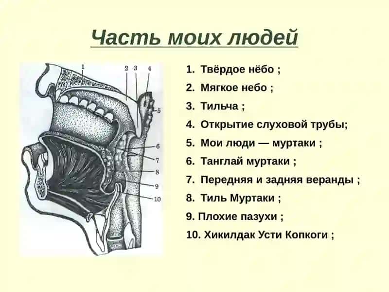 Ловушки–хикилдоқ халқум 3