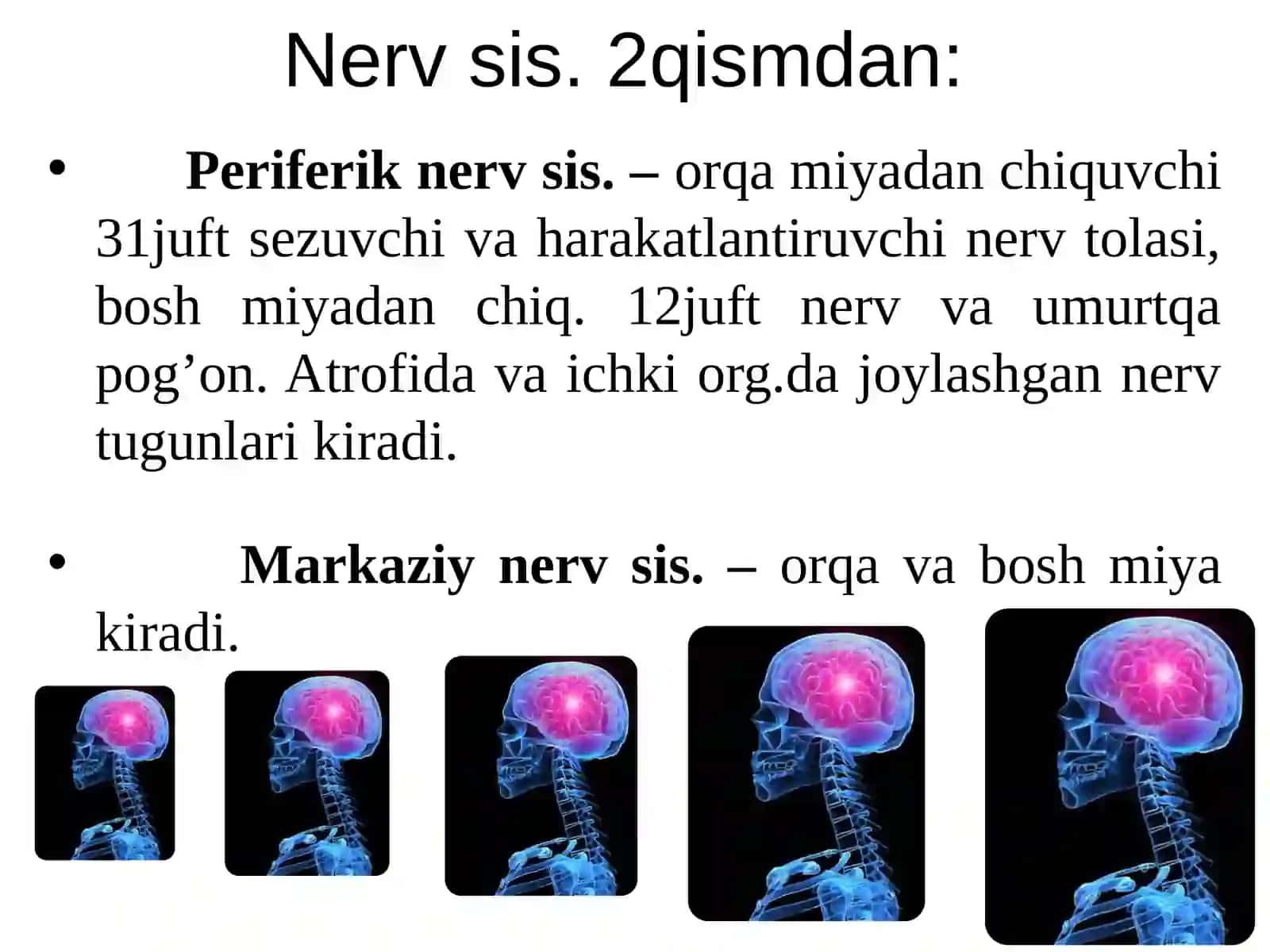Nerv sistemasi 3