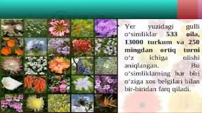 GULLI O‘SIMLIKLAR 3