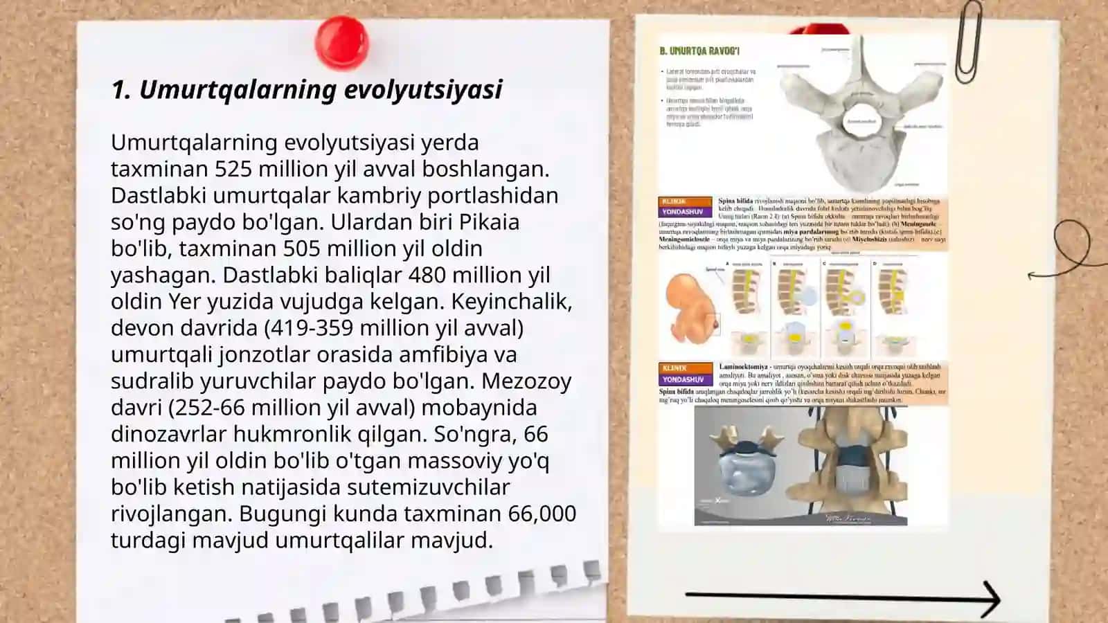 Umurtqalarning sohalari bo'yicha xususiyatlar 3