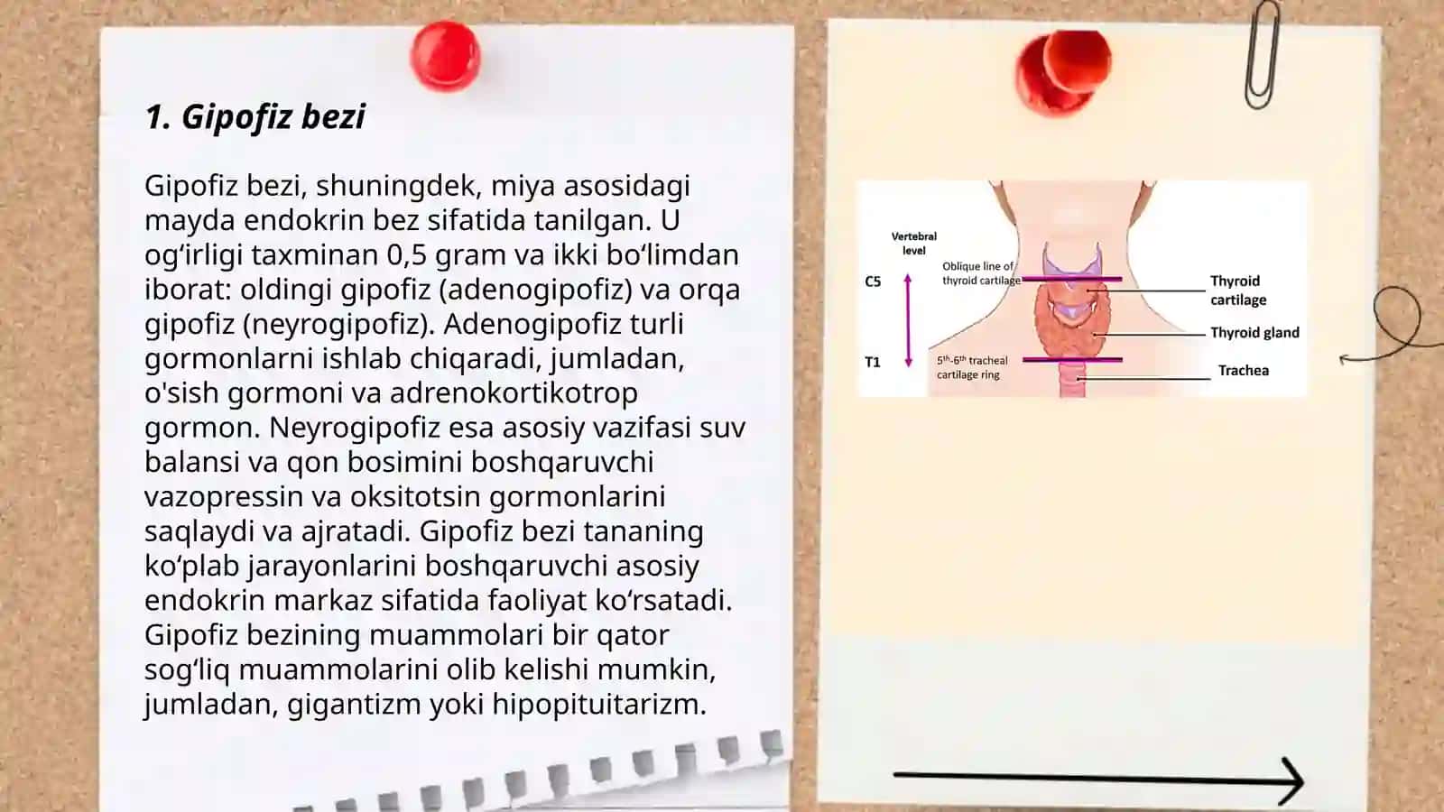 Ichki sekretsiya bezlari 3