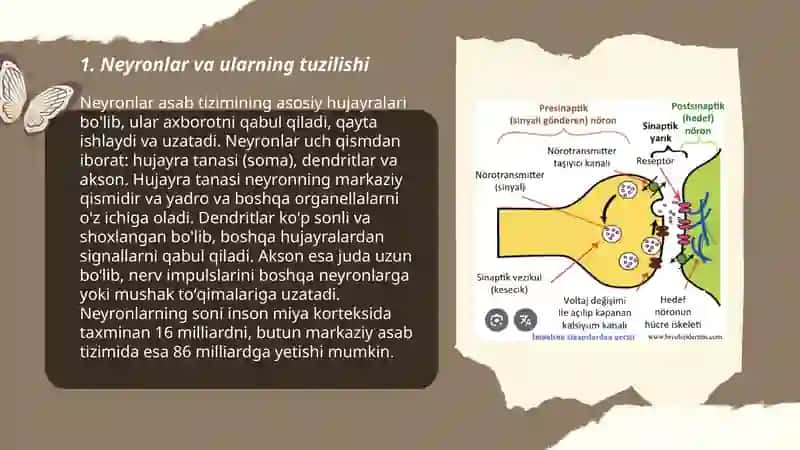 Sinaps va sinaptik jarayonlar 3