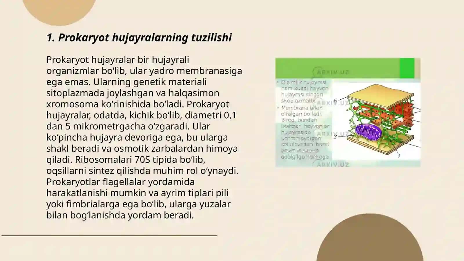 Hujayra tiplari, prakaryot va evkaryot hujayralar 3