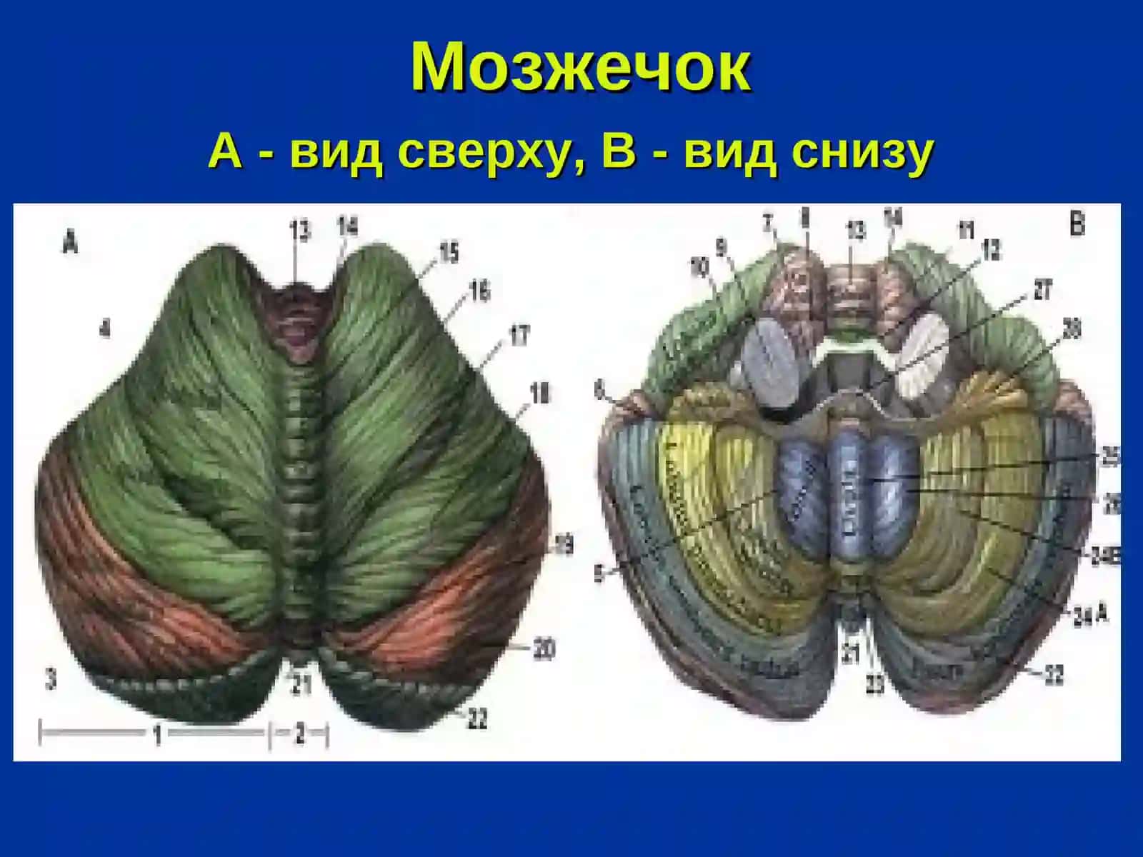 Мозжечок 3