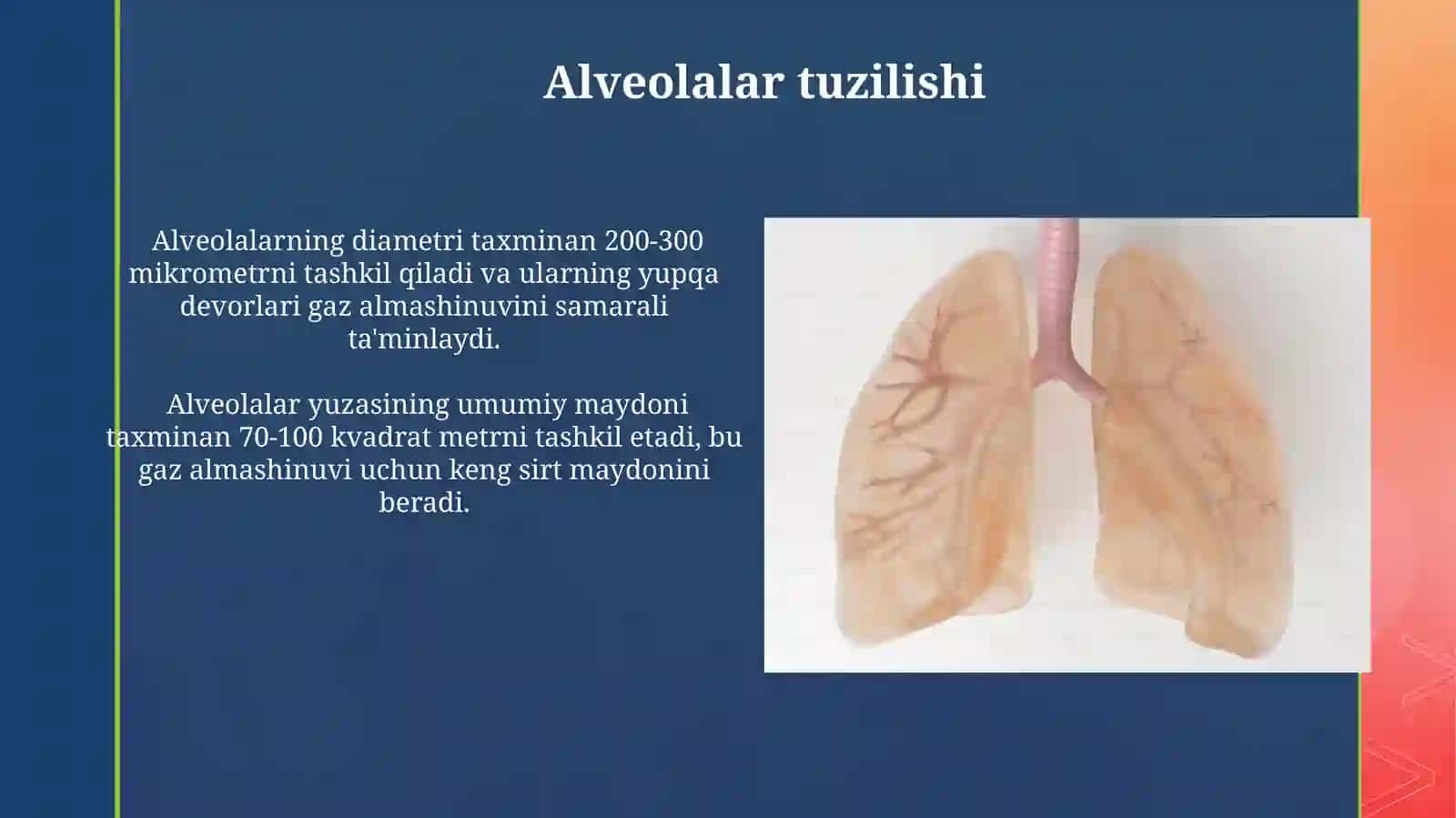 Nafas olish azolarining tuzilishi 3