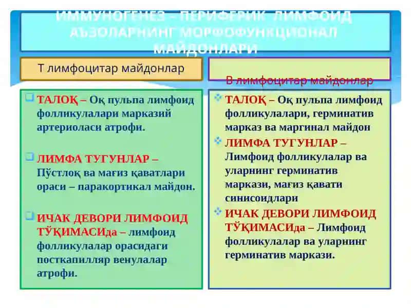 ИММУНОГЕНЕЗНИНГ СХЕМАТИК ТАСВИРИ 3