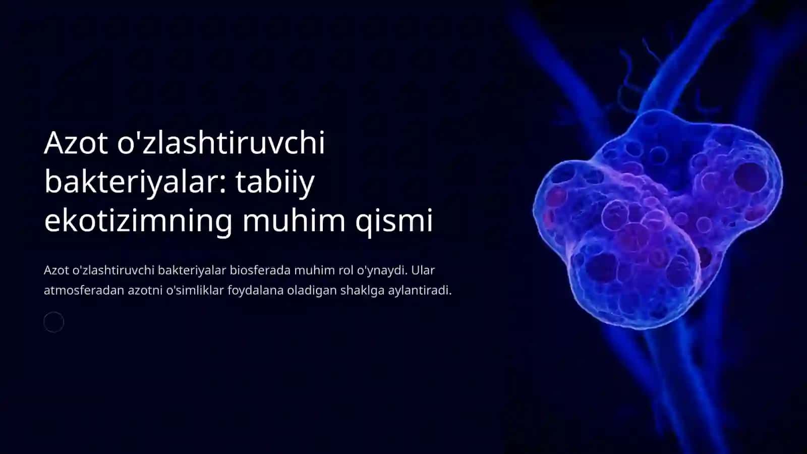 Azot oʻzlashtiruvchi bakteriyalar 3
