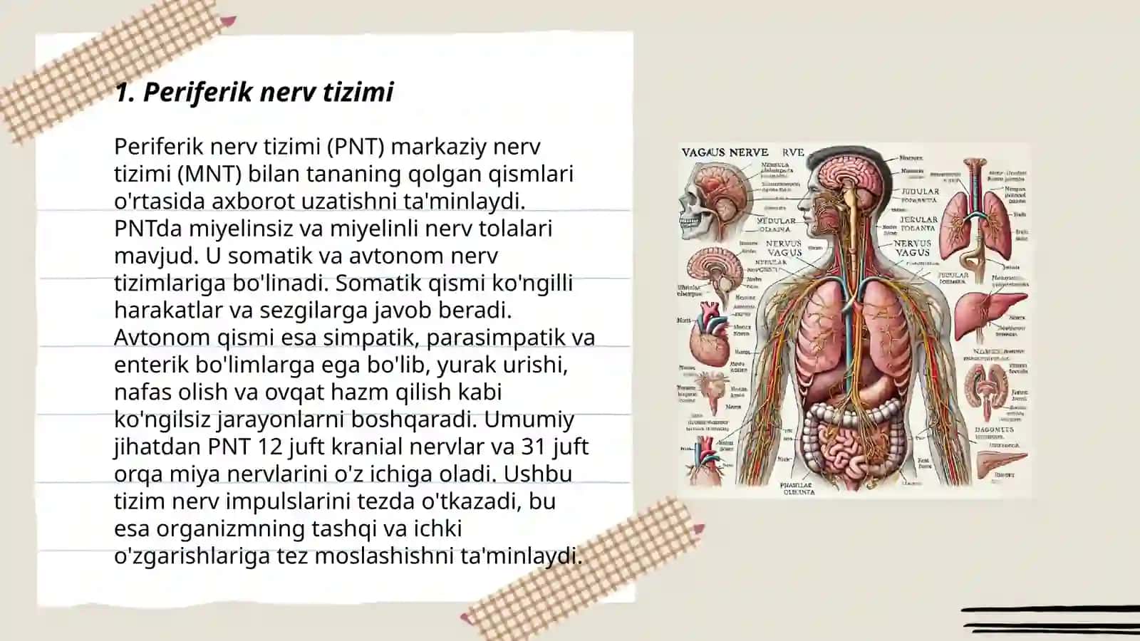 Adashgan nerv anatomiyasi 3
