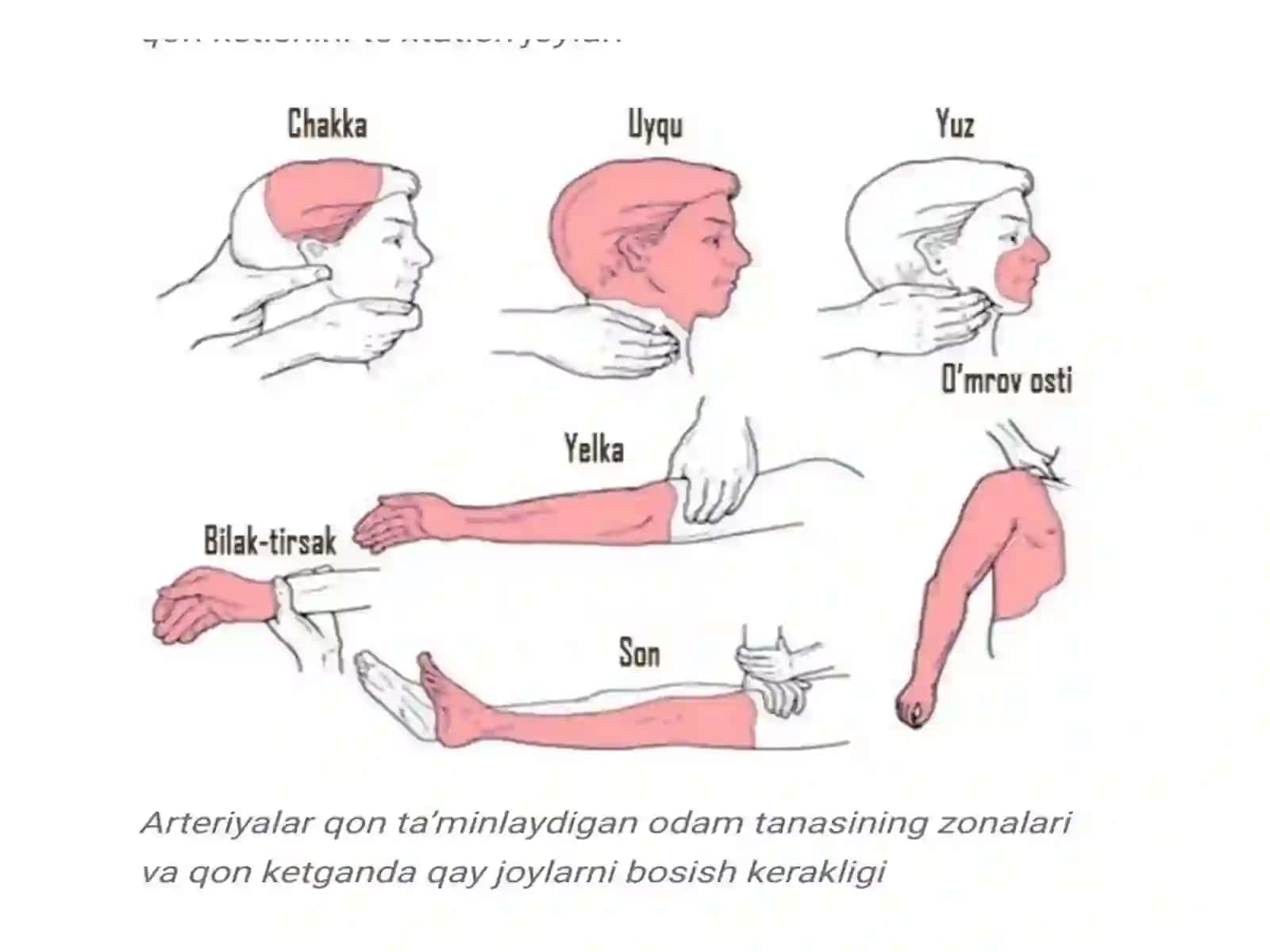 Qon Ketish Va Birinchi Yordam Ko`rsatish 3