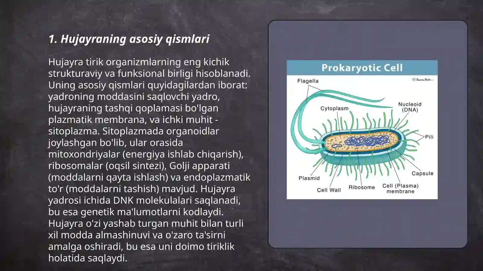 Hujayraning asosiy qismlari 3