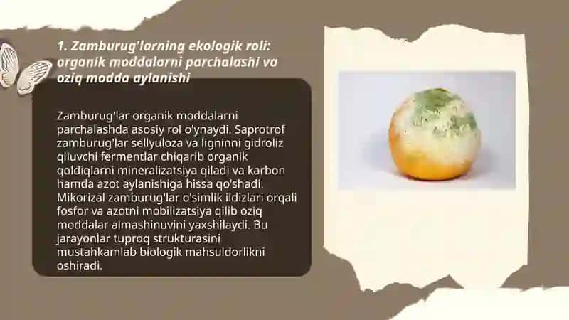 Zamburug'larning ahamiyati 3